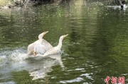星尘算命吉林：罕见白鸬鹚连续两年“故地重游”
